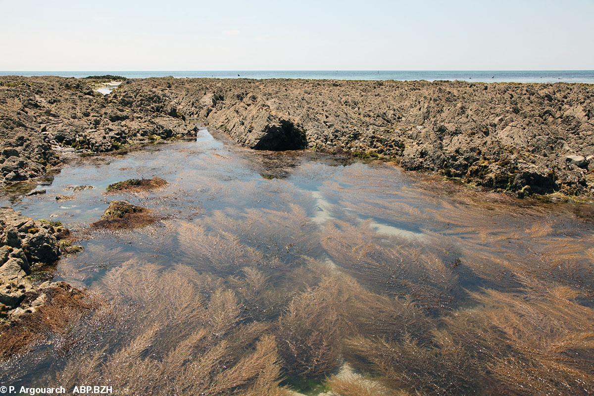 Sargasses du Japon (Sargassum muticum) à Pouldreuzic