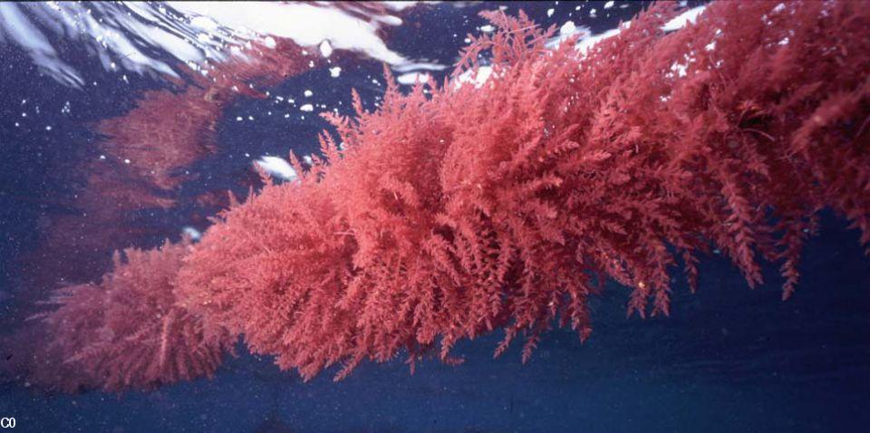 Élevage d'asparagopsis armata par Algue et Mer à Ouessant. Photo Campus mondial de la Mer