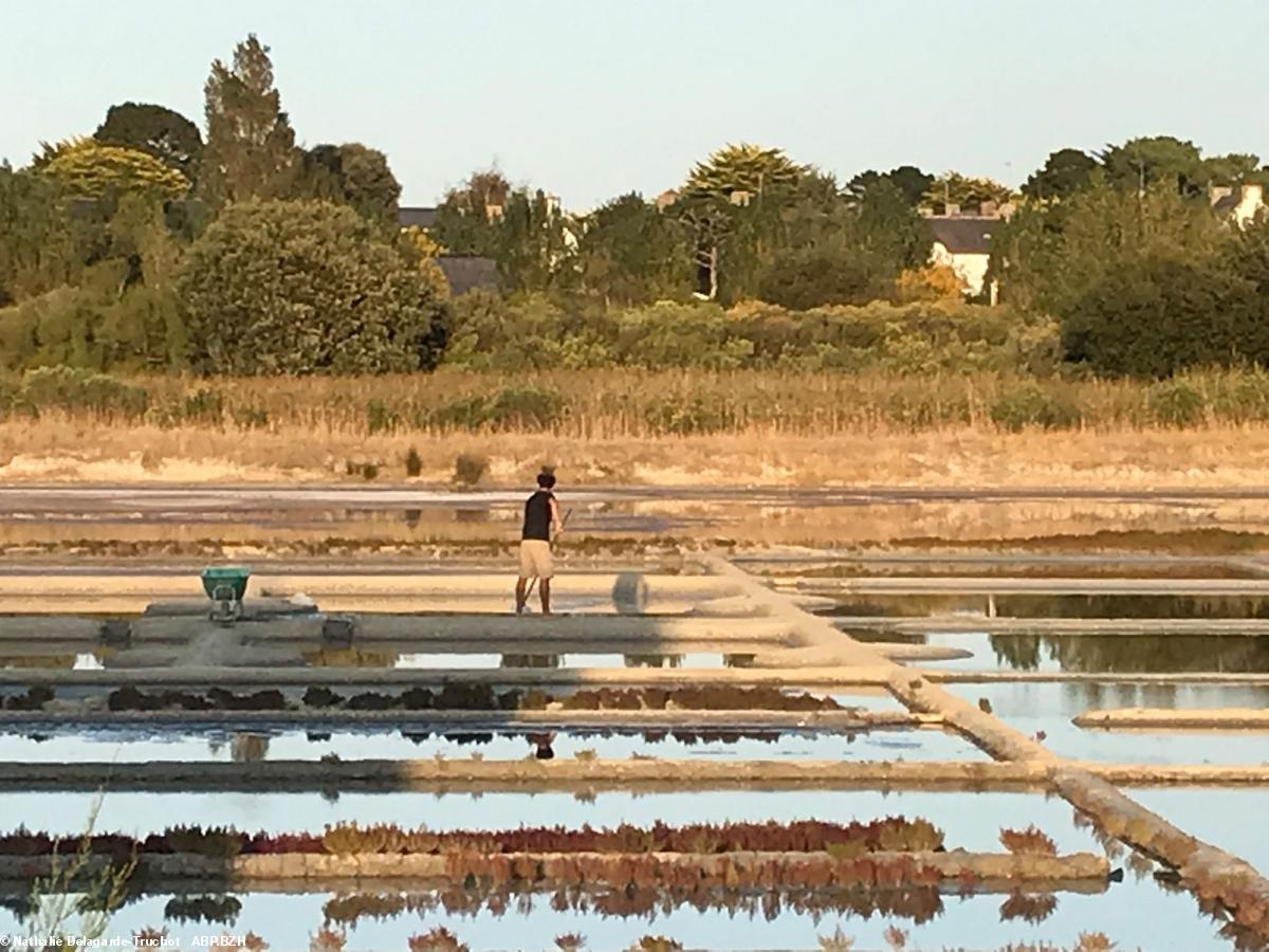 Damien Phélip a fait renaître la fleur de sel à la Trinité-sur-Mer