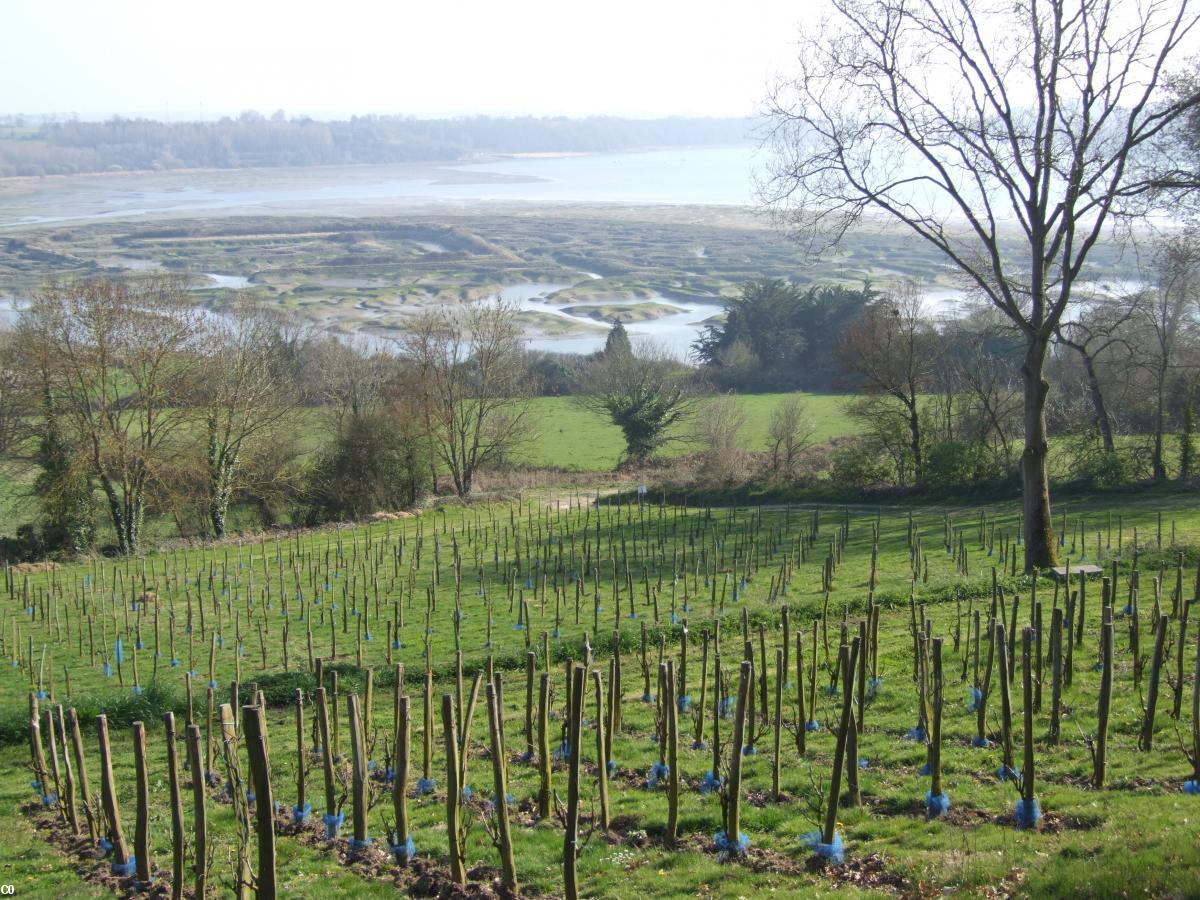 Rencontre vignerons bretagne 2019