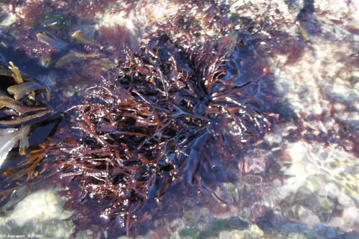 Chondrus crispus ou pioka en breton sur l'estran de la  baie d'Audierne. Très proche du Chondrus armatus du Pacifique.