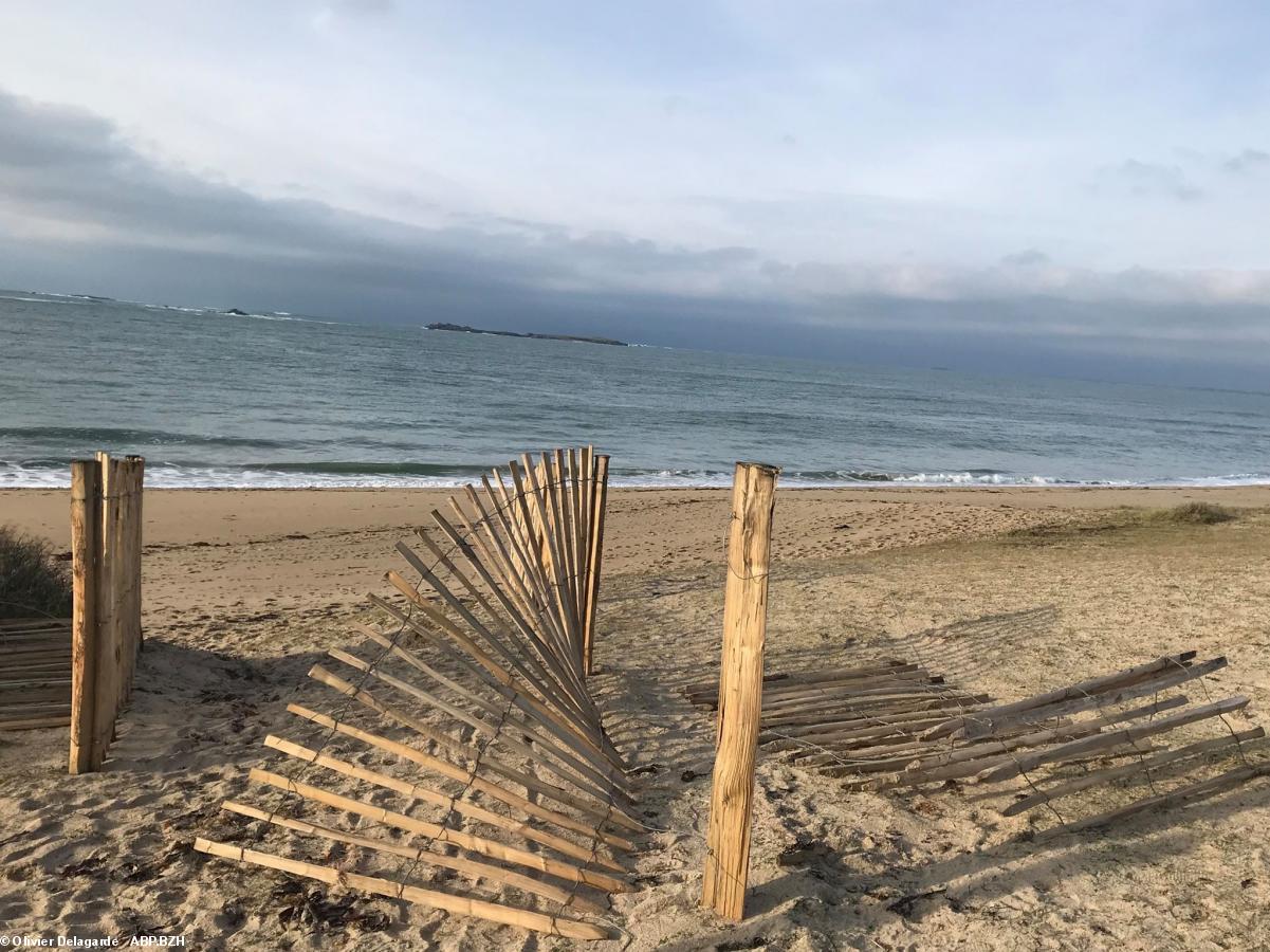 Près de 200 mètres de clôtures protégeant la dune de Penthièvre ont fait l’objet d’une dégradation et d’un arrachage sauvage