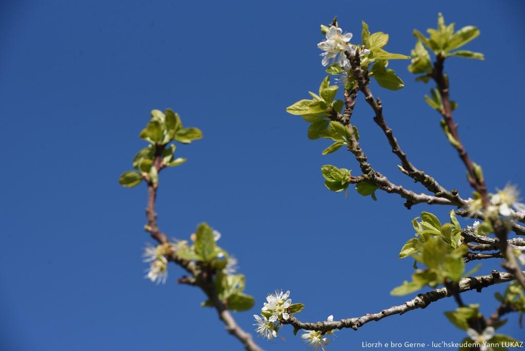 Gwezenn-prun e bleuñv  e bro Gerne su. Foto tennet hirio. Branche de prunier en fleurs, Bretagne, Cornouaille