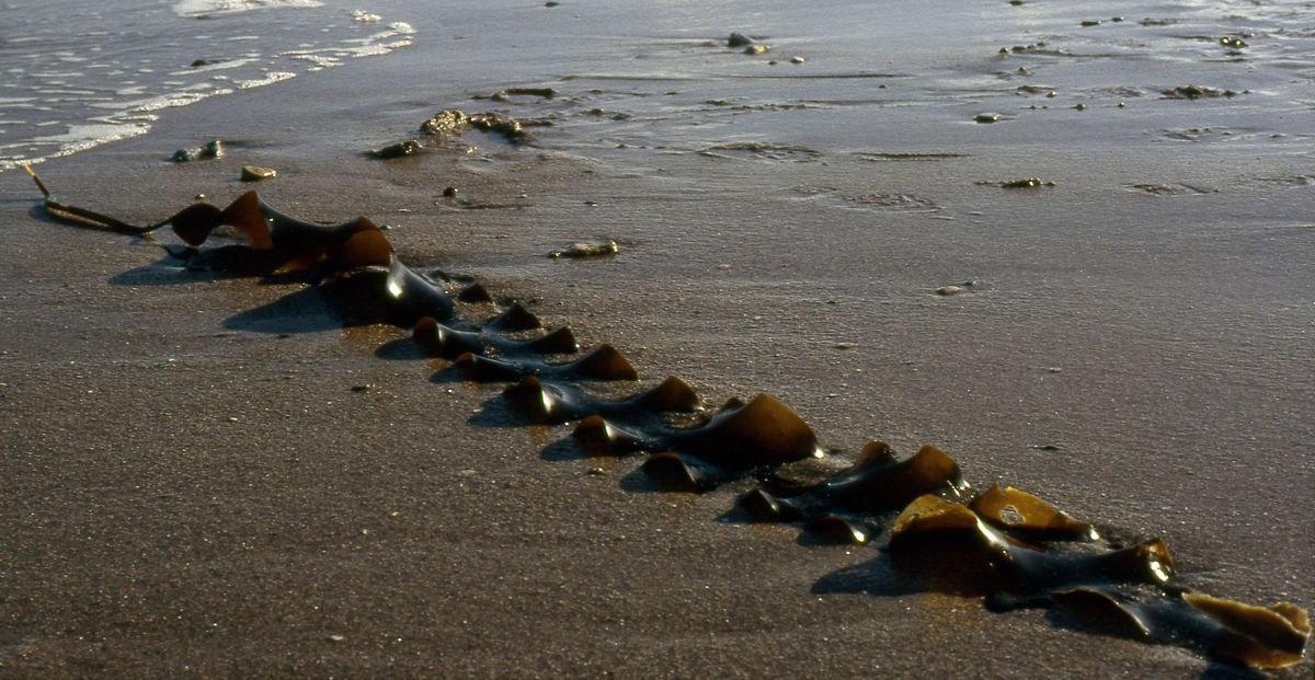 Laminaria saccharina, saccharina latissima, saccharina japonica, sweet kelp, kombu royal et en breton tali friz, tous ces noms pour cette même algue brune aux propriétés étonnantes. Un anti-viral naturel. Pas surprenant que les Chinois la réservaient pour l’empereur ! (photo Gabriele Kothe-Heinrich wiki)