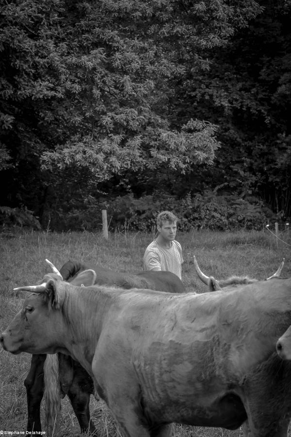 David Tregarth au milieu de ses génisse.