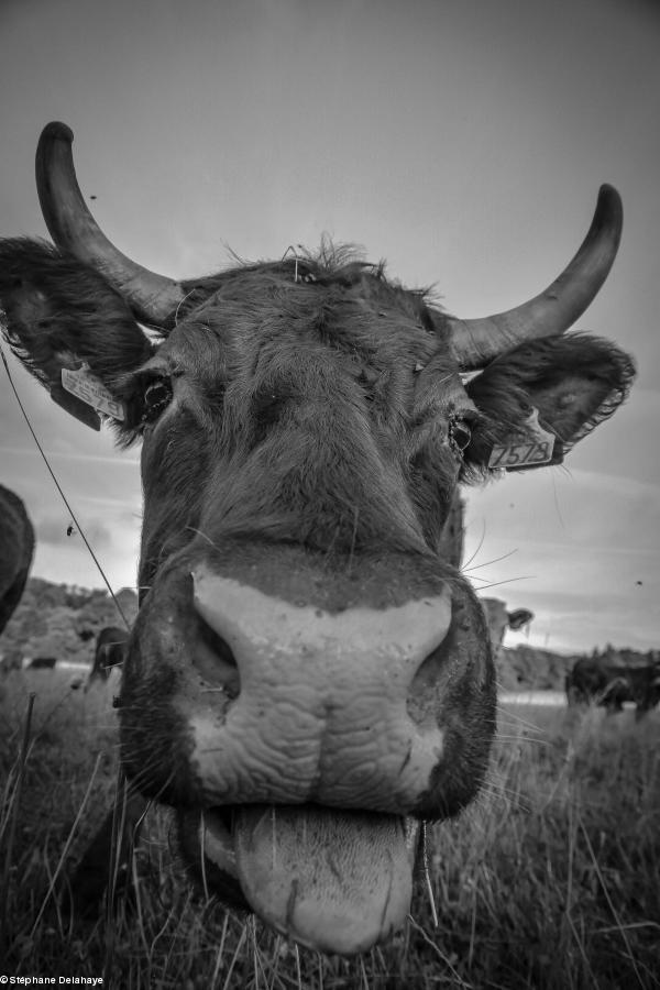 La vache Salers originaires d'Auvergne.