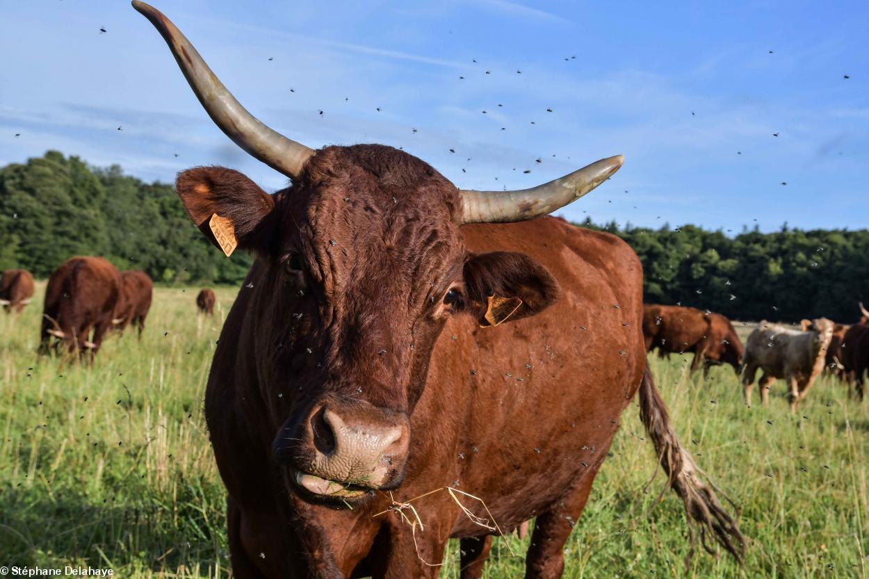 Autrefois il y avait dans nos campagnes beaucoup de gibiers à plumes qui mangeaient les insectes et en particulier les mouches qui sont très présentes sur tous les élevages. La chasse et l'utilisation des pesticides ont fait totalement disparaître ces oiseaux. Les chasseurs doivent d'ailleurs utiliser des perdrix et des faisans d'élevage pour avoir quelque choses sur quoi tirer.
Pour remédier à cela, David veut utiliser des poules qui mangeront les asticots dans les bouses et réduiront ainsi la population de mouches.