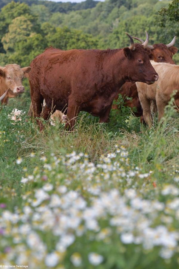 Il y a plus de 100 espèces végétales sur la ferme, consoude, chicorée, coquelicots, pois... Les arbres font partie intégrante de ce qui est fait sur l'exploitation, tout est mis en œuvre pour préserver une biodiversité maximale.