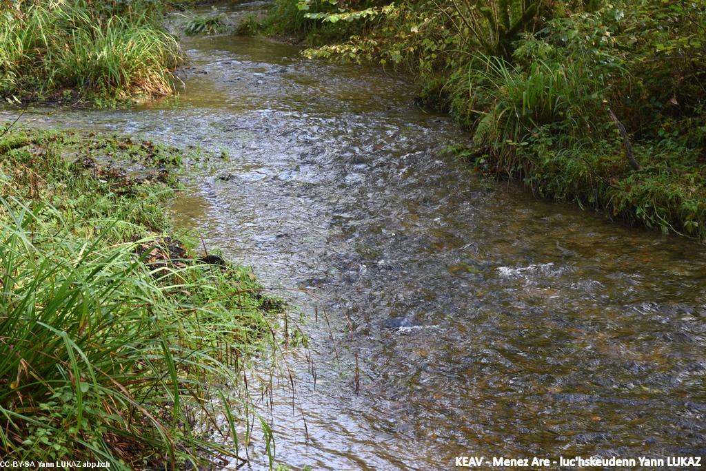 Brasparzh / Brasparts. Cours d'eau près de sa source. Dourdu (= eau noire) selon le nom local, ou Doufin (Douffine) selon la carte administrative.