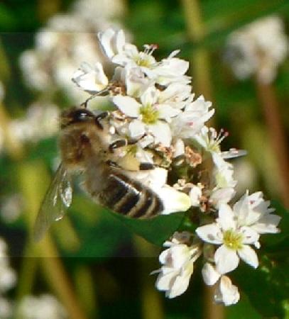 Abeille et fleur de blé noir